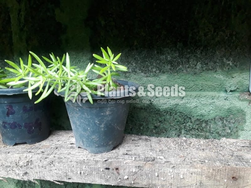 Hanging Plants