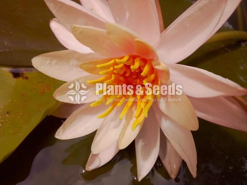 Water Plants