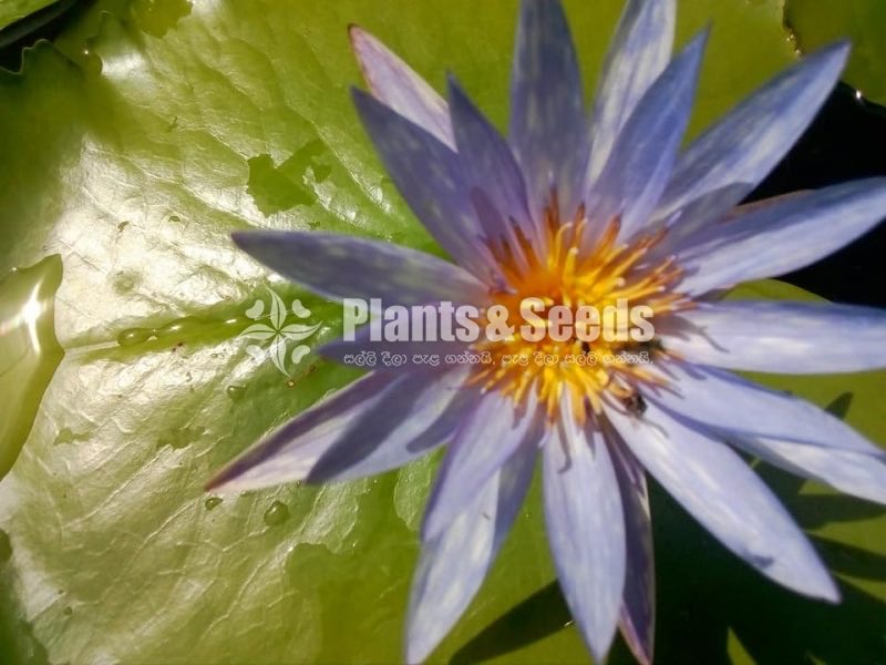 Water Plants