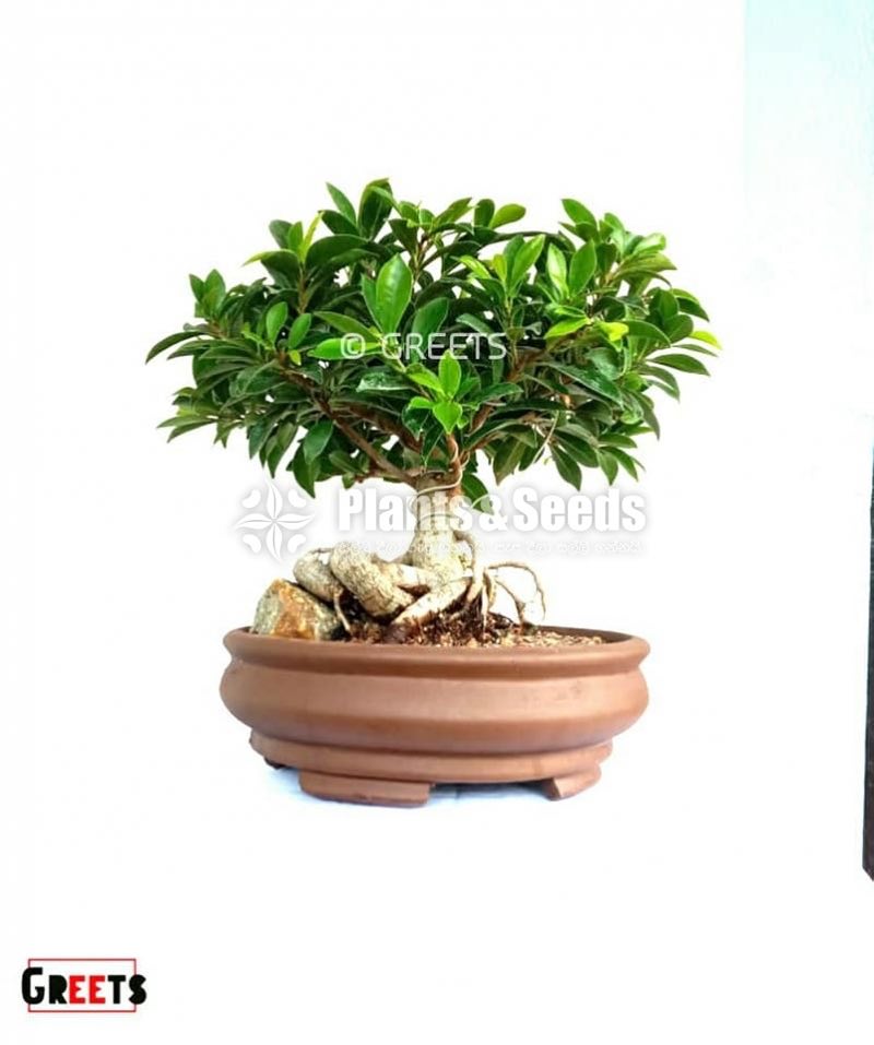 Bonsai