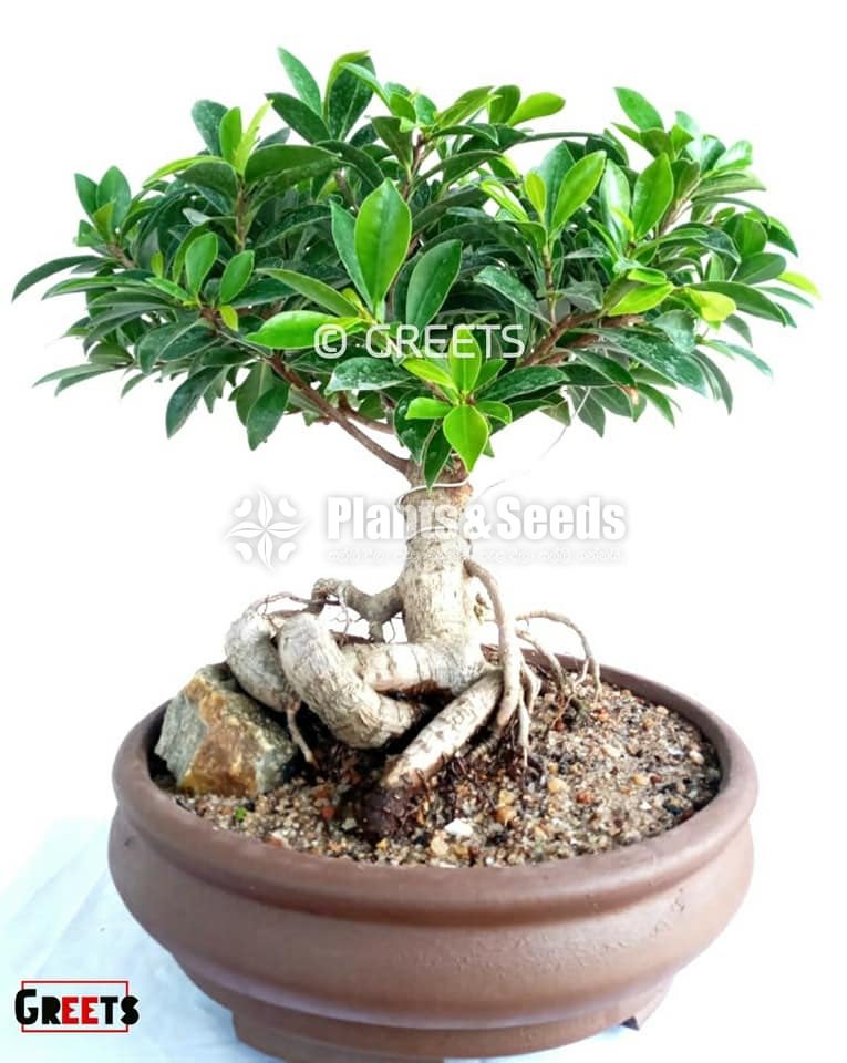 Bonsai