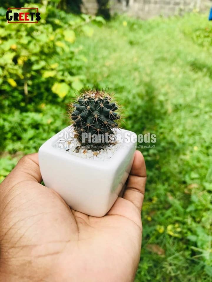 Cactus-Gift Plants