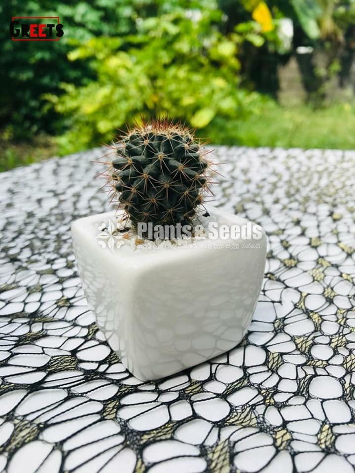 Cactus-Gift Plants