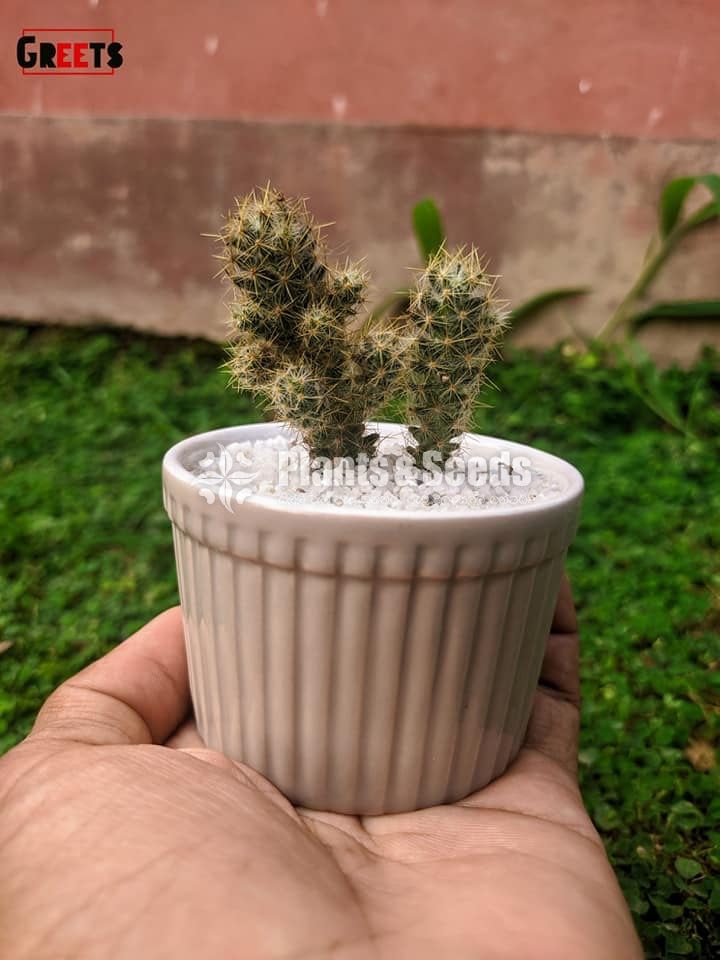Cactus-Gift Plants