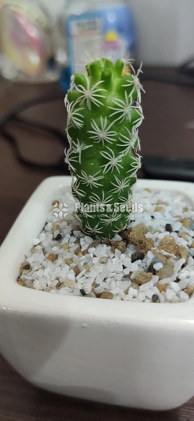 Cactus-Gift Plants