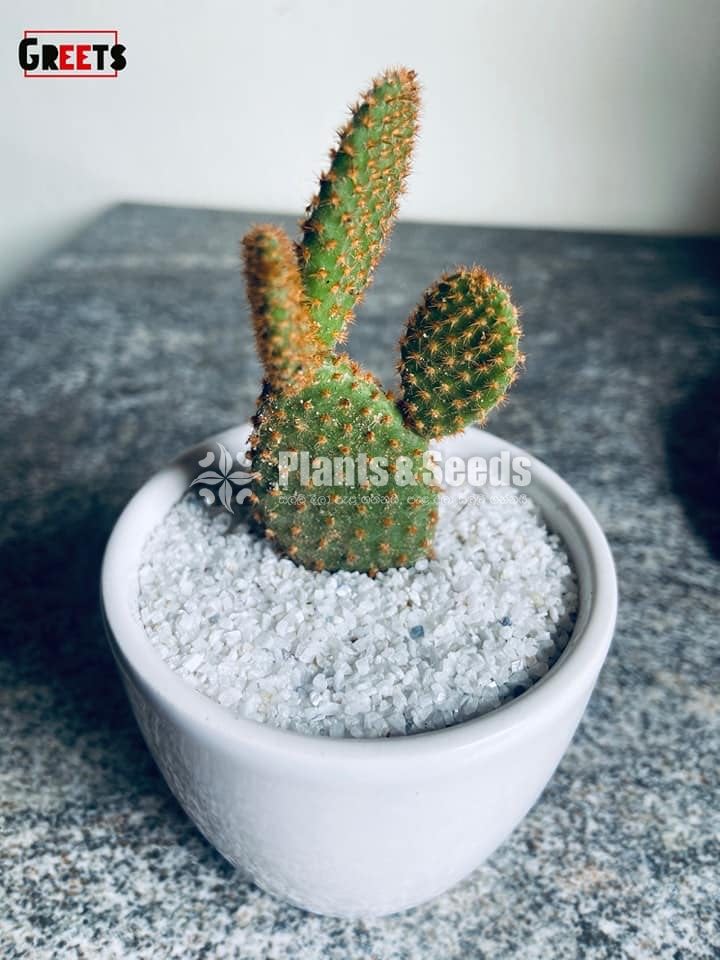 Cactus-Gift Plants