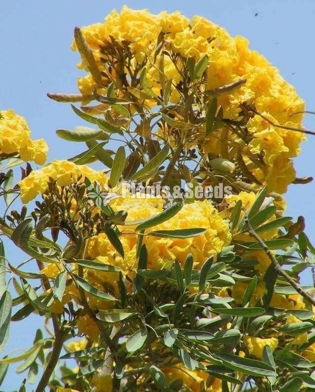 Outdoor Plants