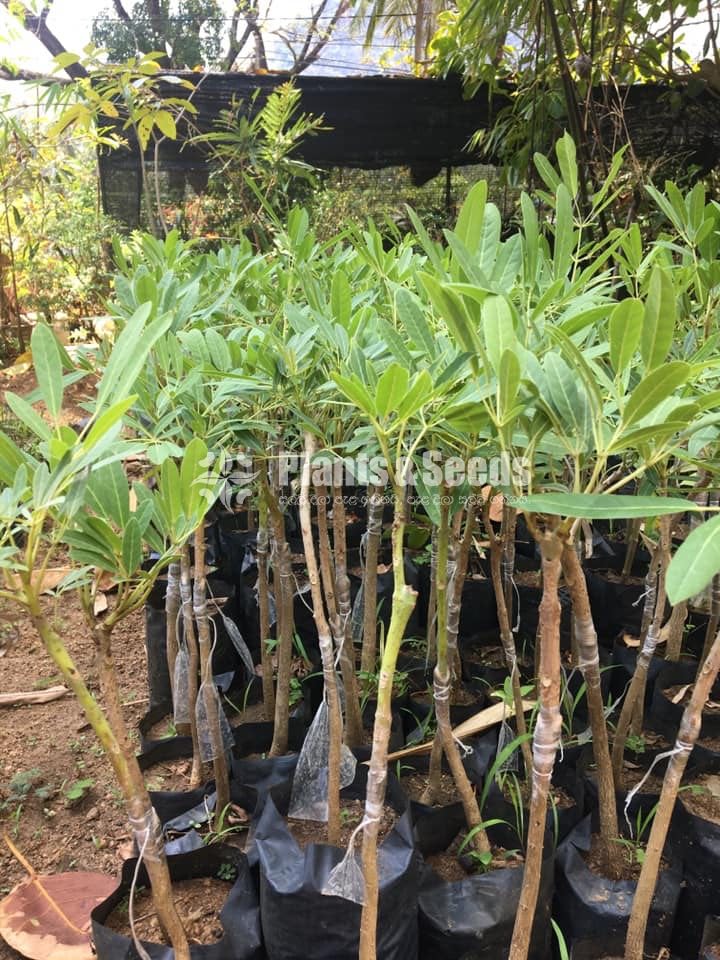 Outdoor Plants