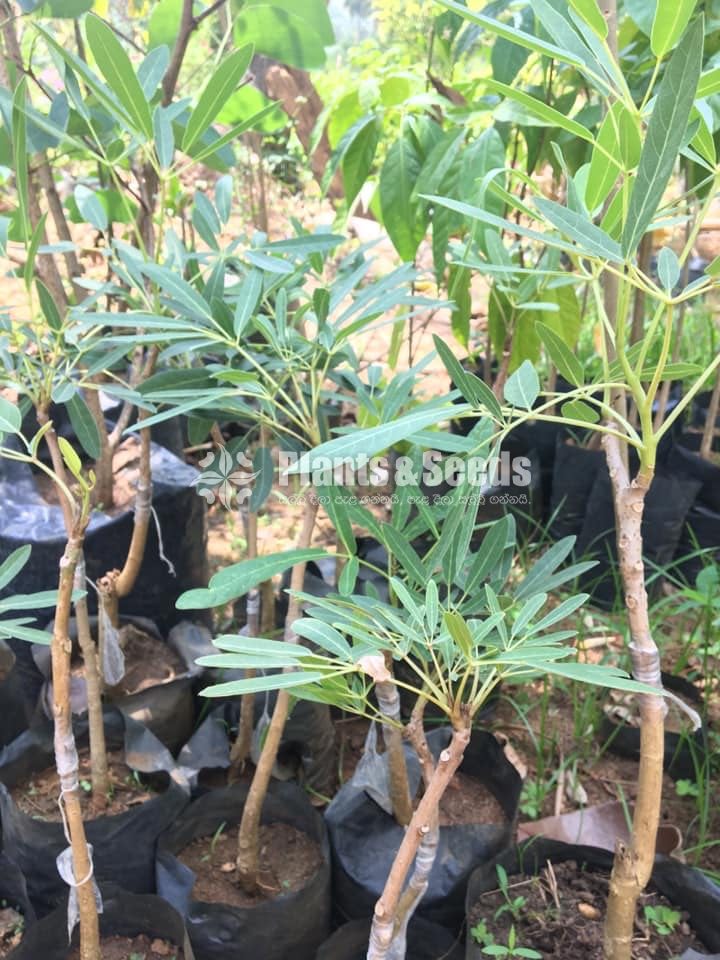 Outdoor Plants