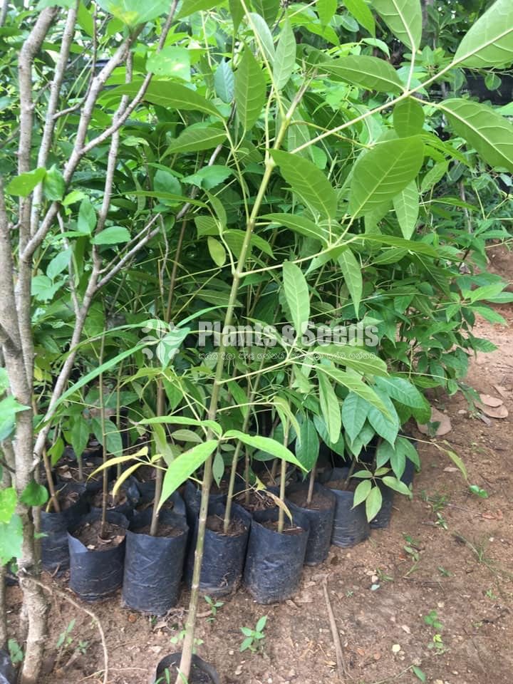 Outdoor Plants
