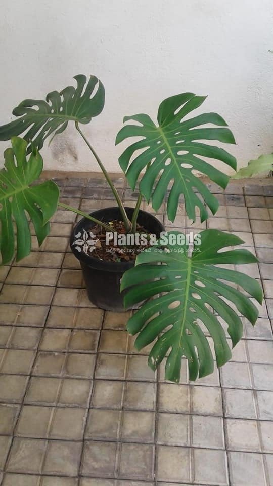 Monster Plants