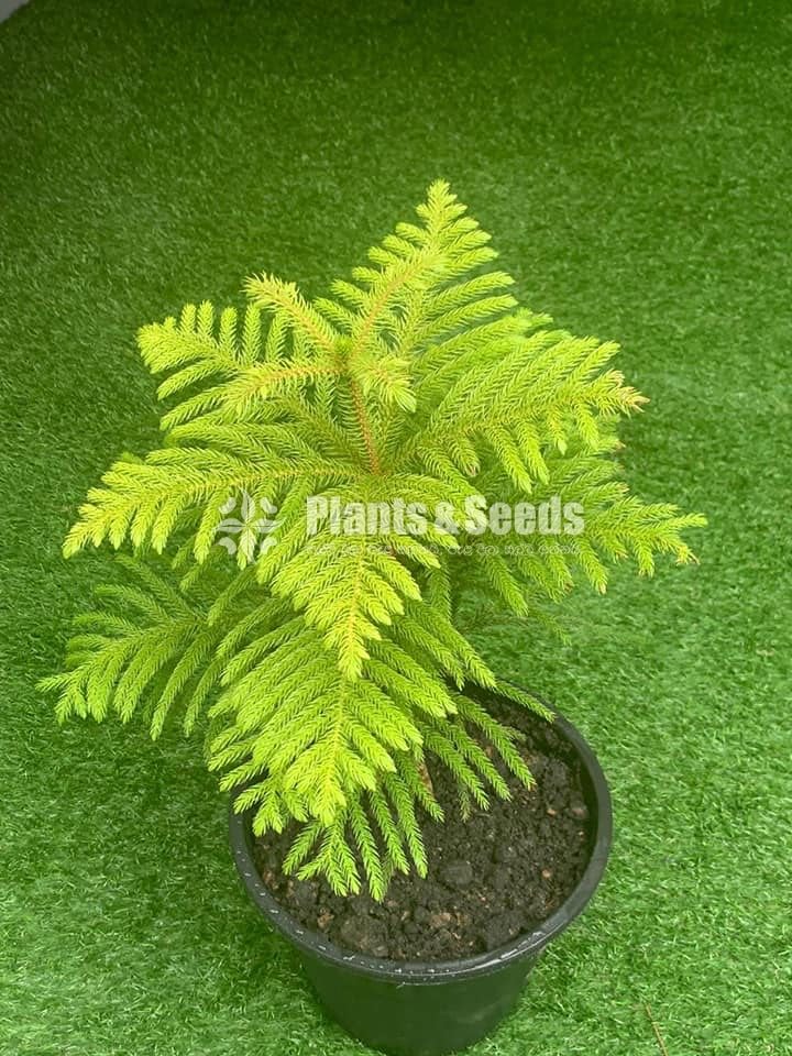 Arrowphibia Plants
