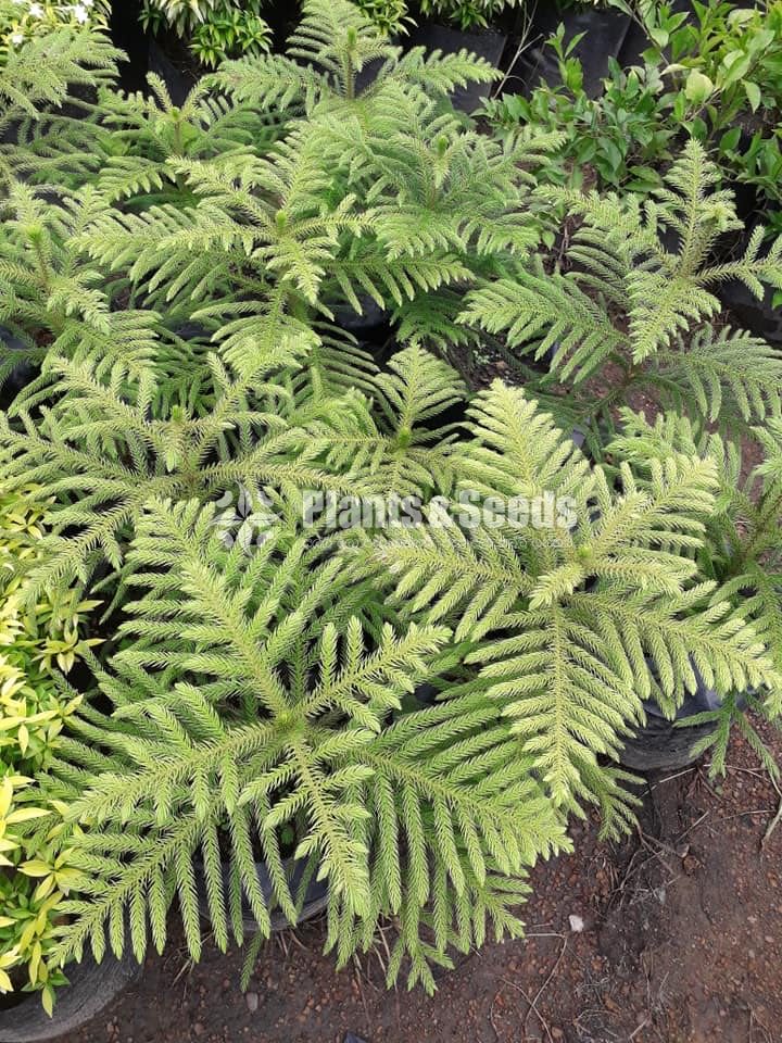 Arrowphibia Plants