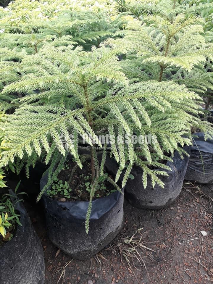 Arrowphibia Plants