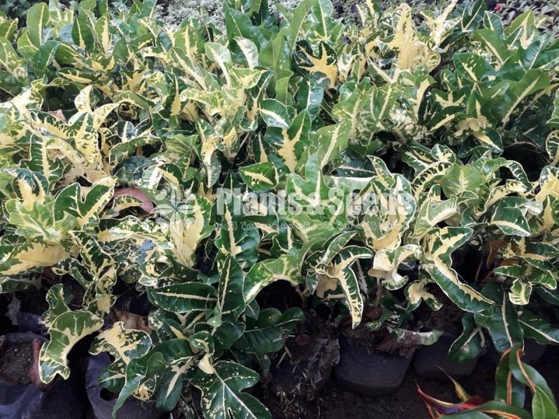 Croton Collection