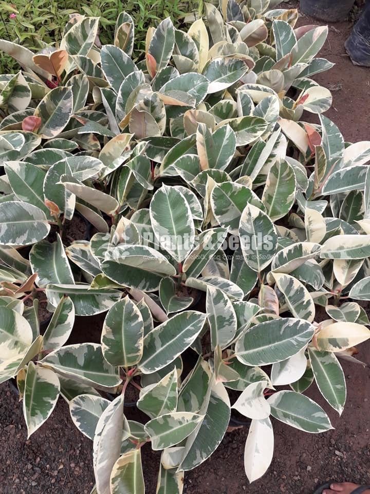 Ficus and Rubber Plants