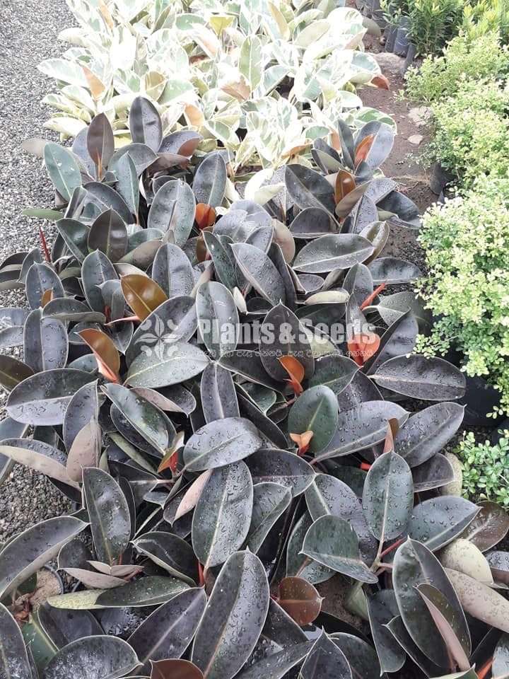 Ficus and Rubber Plants