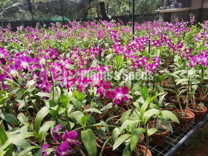 Sonia Orchids