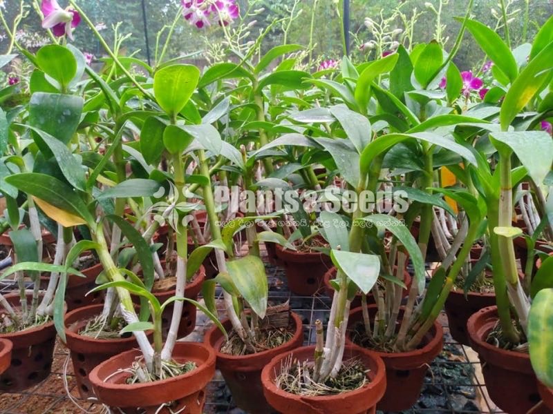 Sonia Orchids