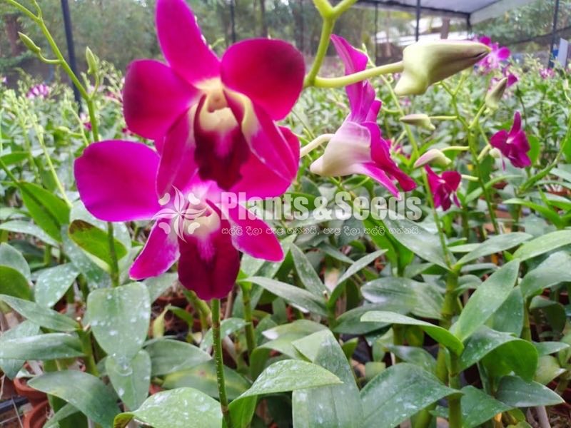 Sonia Orchids