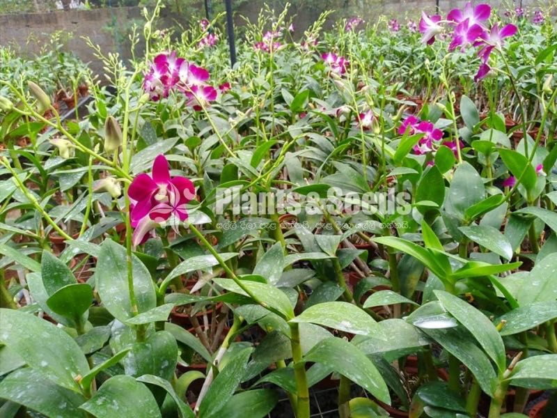 Sonia Orchids