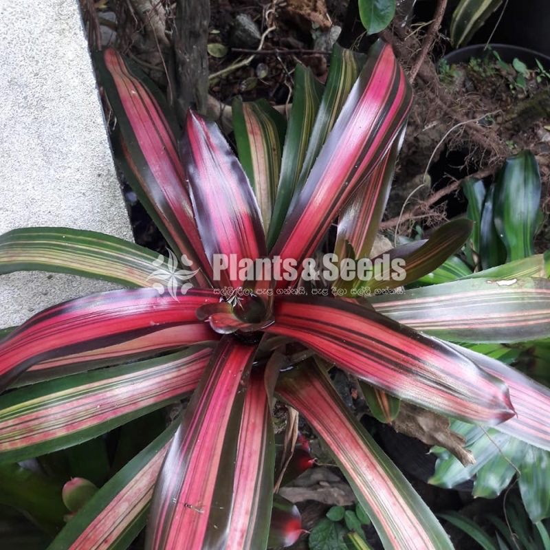 Bromiliya (Outdoor Plants)