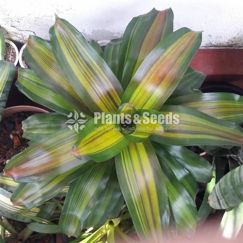 Bromiliya (Outdoor Plants)