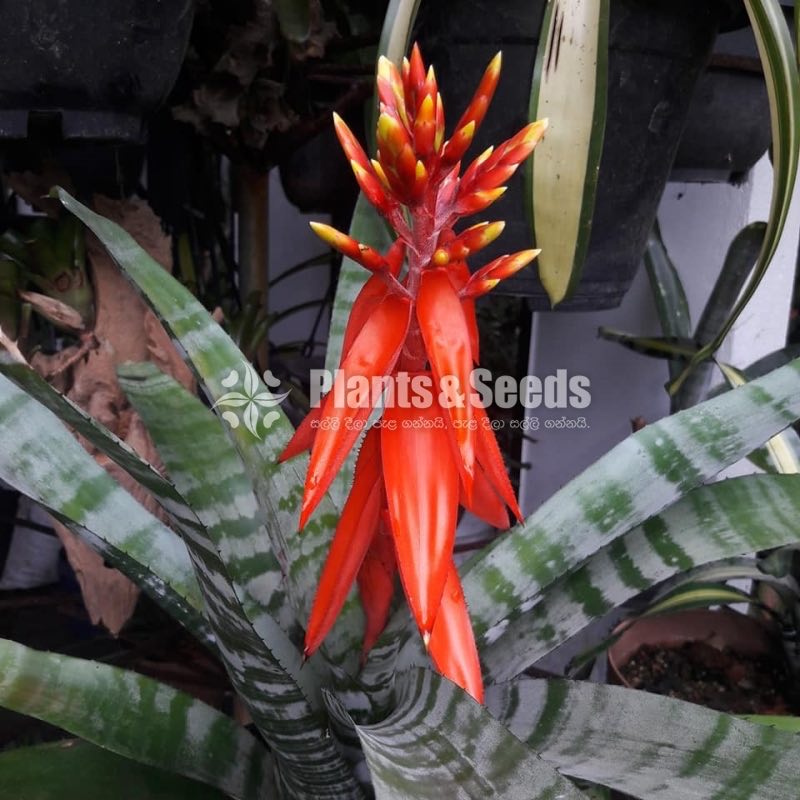 Bromiliya (Outdoor Plants)