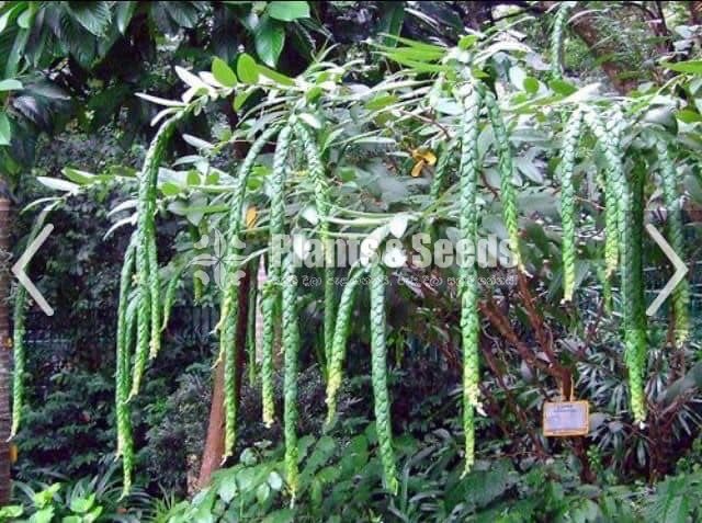 Phyllodium longipes 