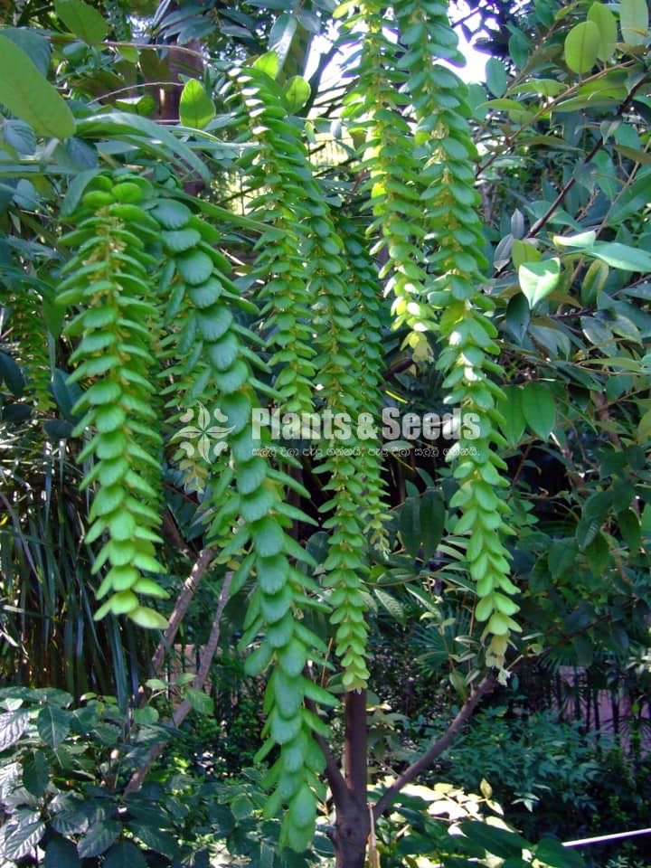 Phyllodium longipes 