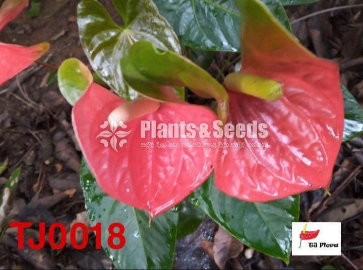 Orange Butterfly Anthurium 