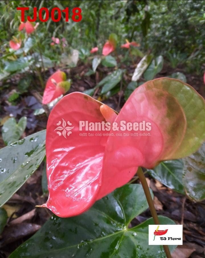 Orange Butterfly Anthurium 