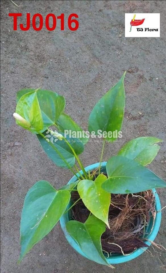 Absolute Anthurium