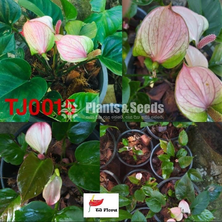 LILIPUT Anthurium