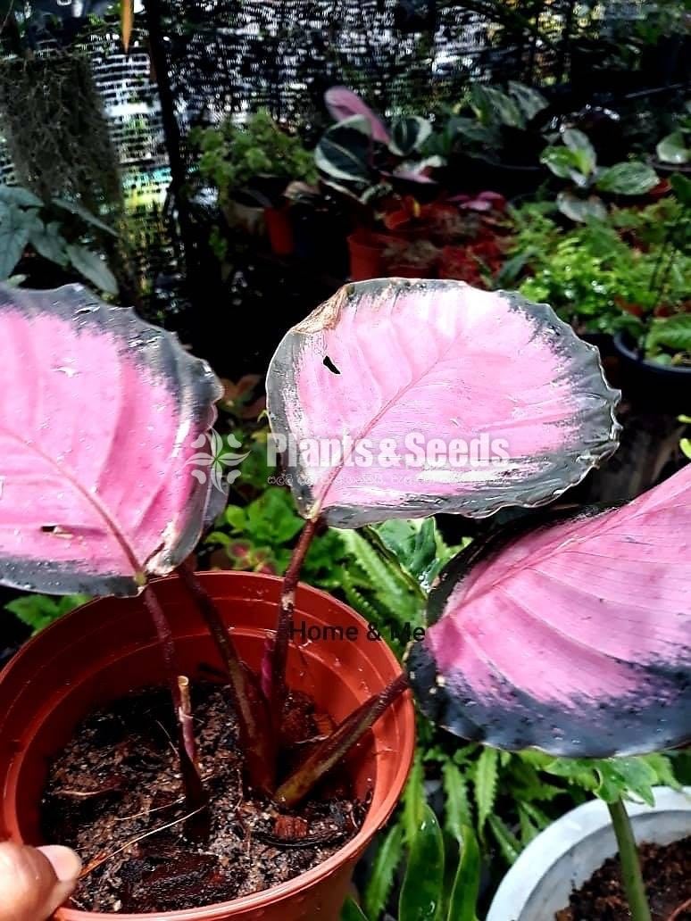 Calathea Roseopicta 