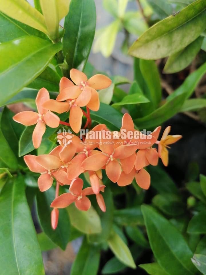 Ixora