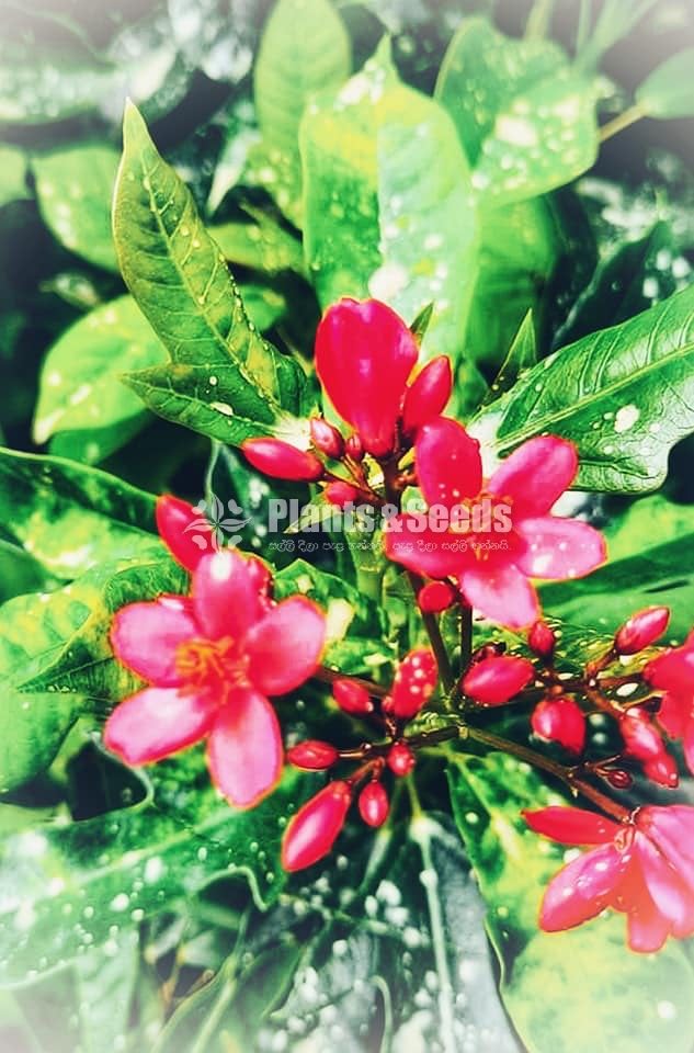 Jetroba Pink and Red