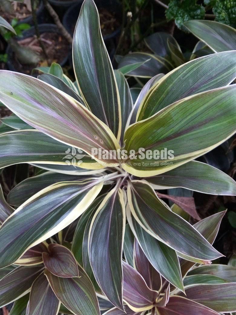 Outdoor Plants