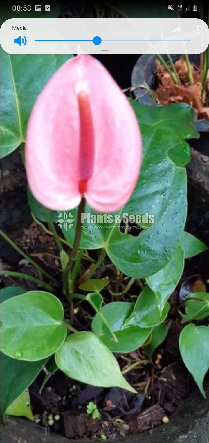 Anthurium Collection