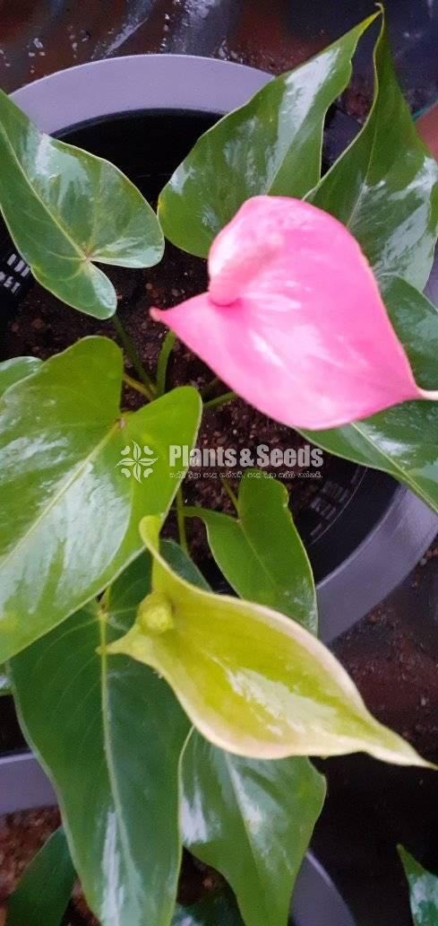 Anthurium Collection