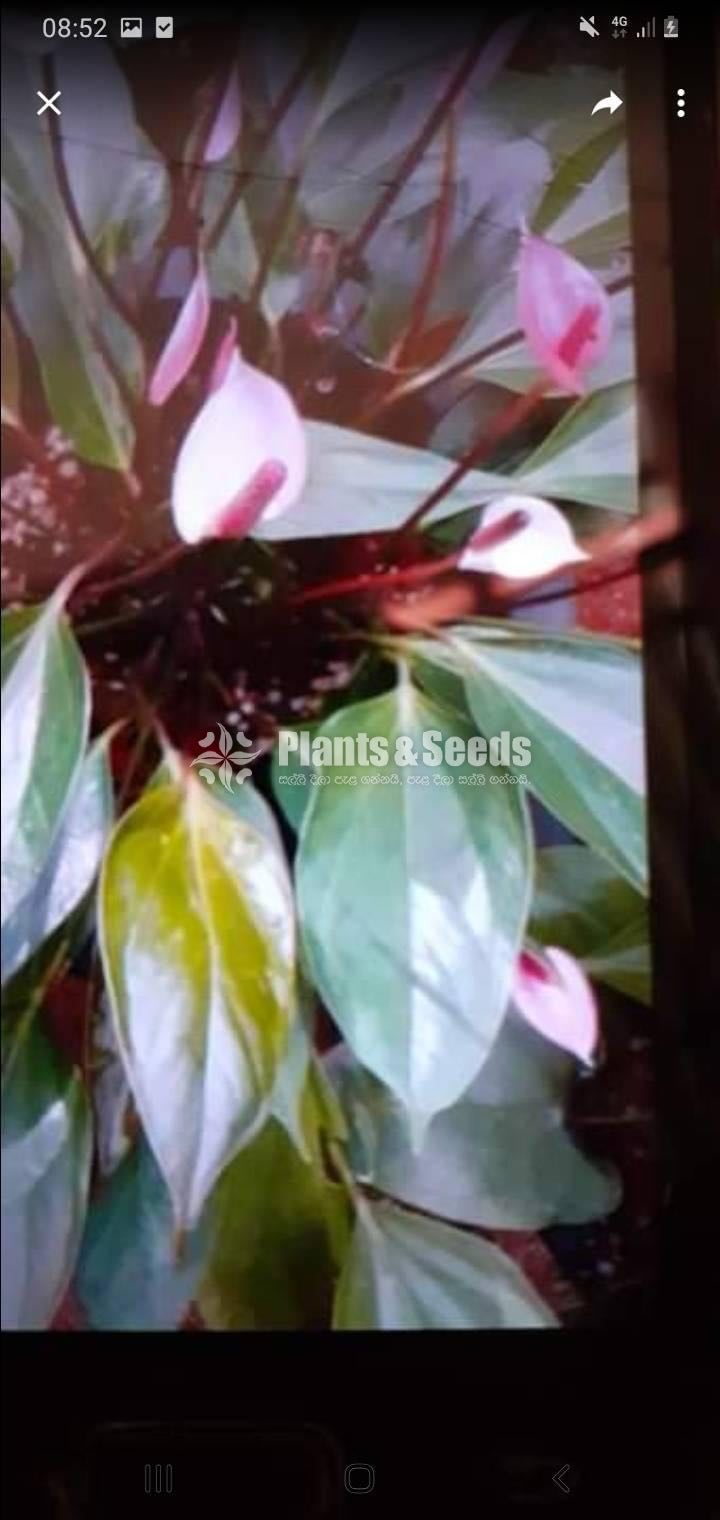 Anthurium Collection
