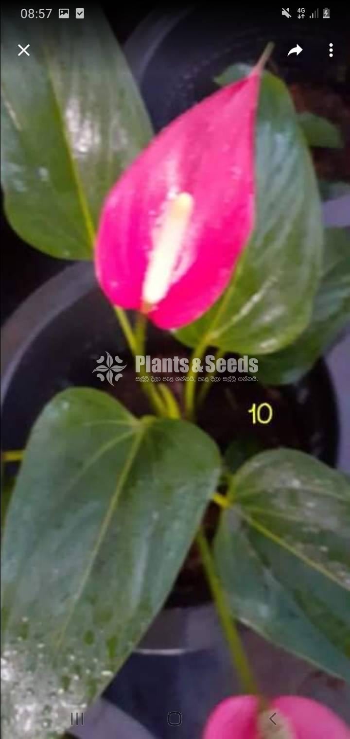 Anthurium Collection