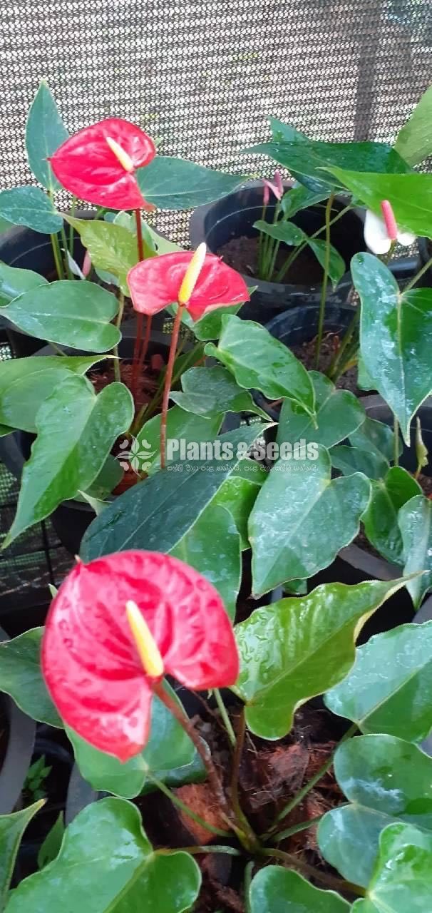 Anthurium Collection