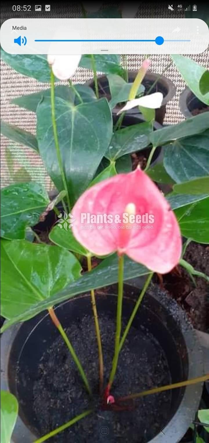 Anthurium Collection