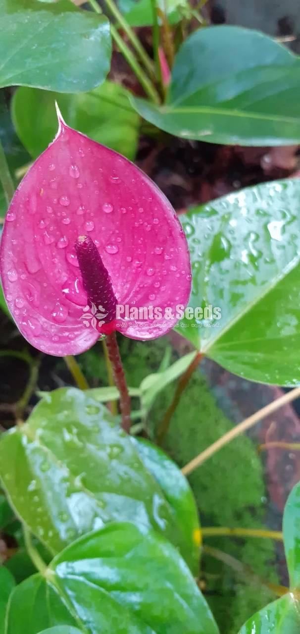Anthurium Collection