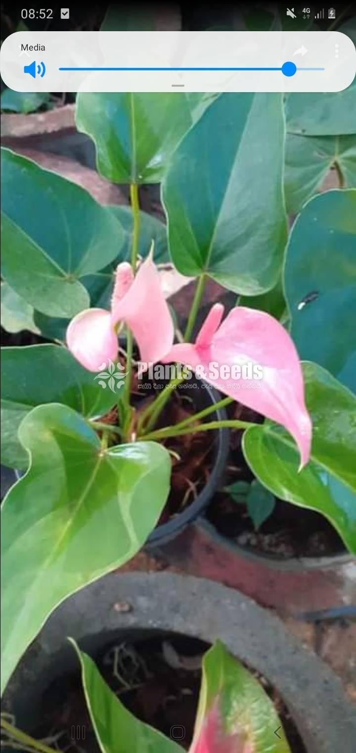 Anthurium Collection