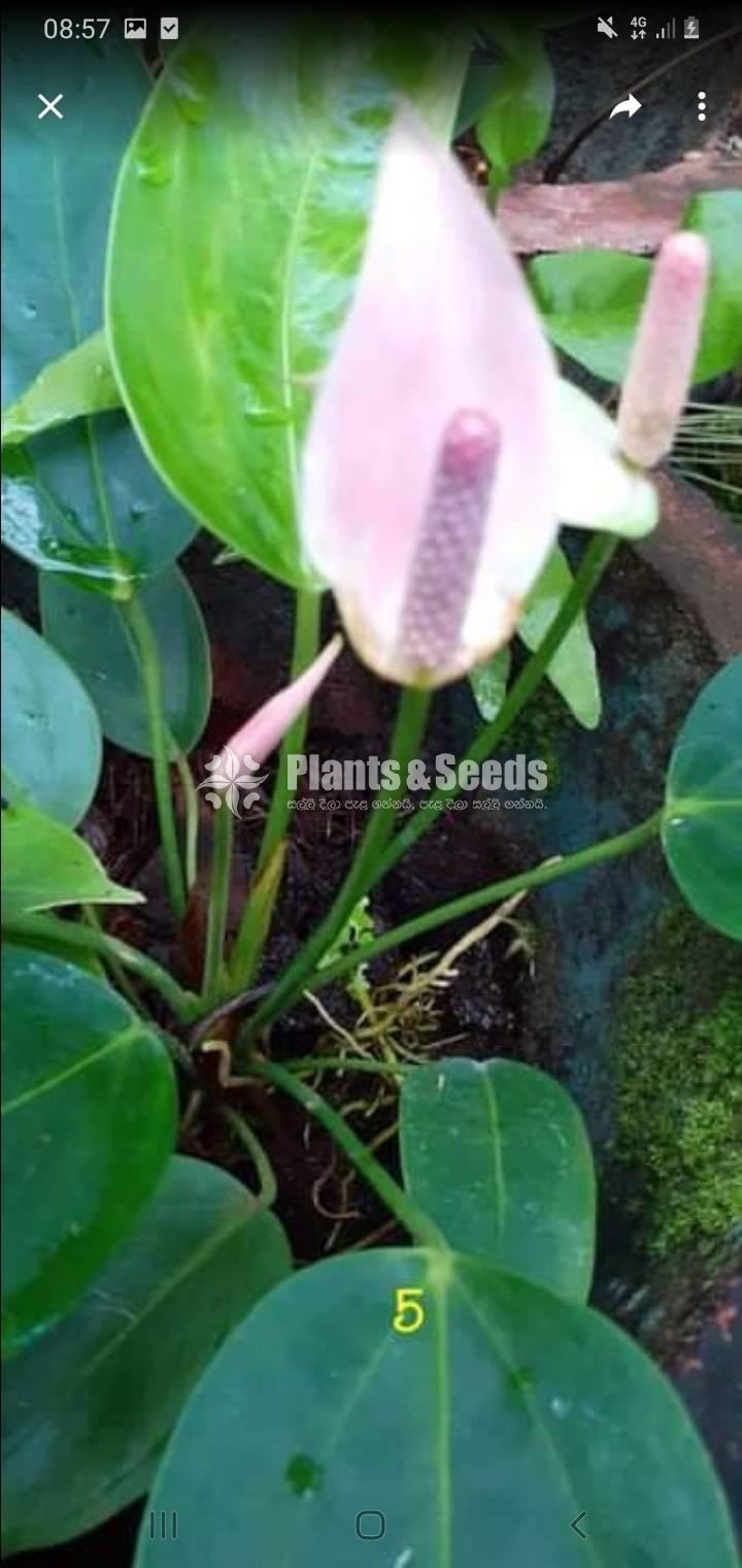 Anthurium Collection