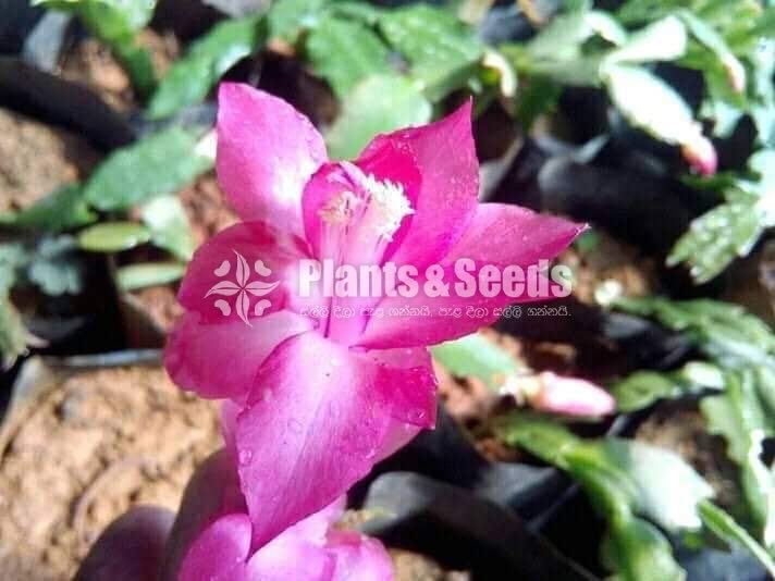 Christmas Cactus Plant (ක්‍රිස්මස් කැක්ටස්)