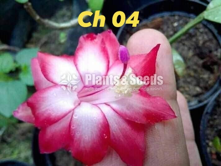 Christmas Cactus Plant (ක්‍රිස්මස් කැක්ටස්)