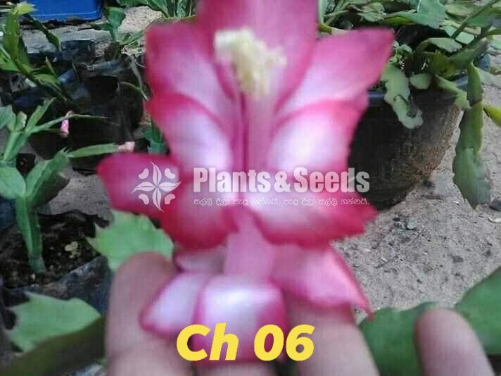 Christmas Cactus Plant (ක්‍රිස්මස් කැක්ටස්)